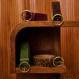 Ocicat Brown Belt